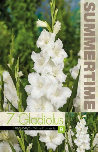 Gladiolus 'White Prosperity' 7st