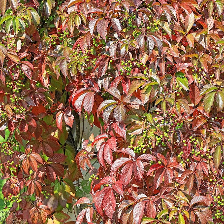 Kinavildvin co 10-pack