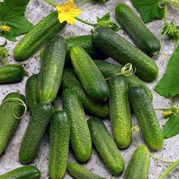 Gurka 'Claudine' F1 Frö