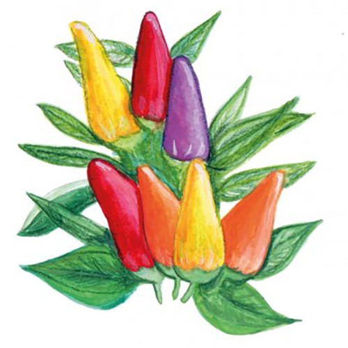 Chili 'Hot Razzmatazz' Svenskodlat frö