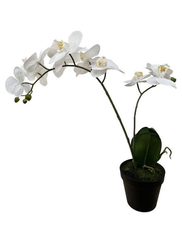 PHALAENOPSIS 2-STEM 54CM WHITE