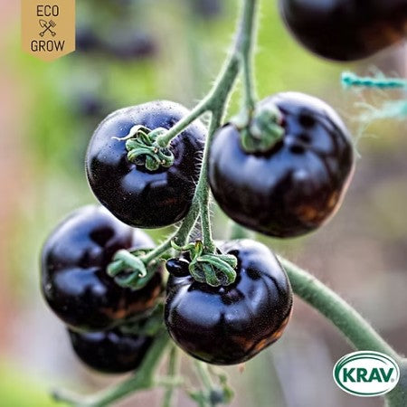 Bifftomat 'Indigo Blue Beauty' KRAV-märkt