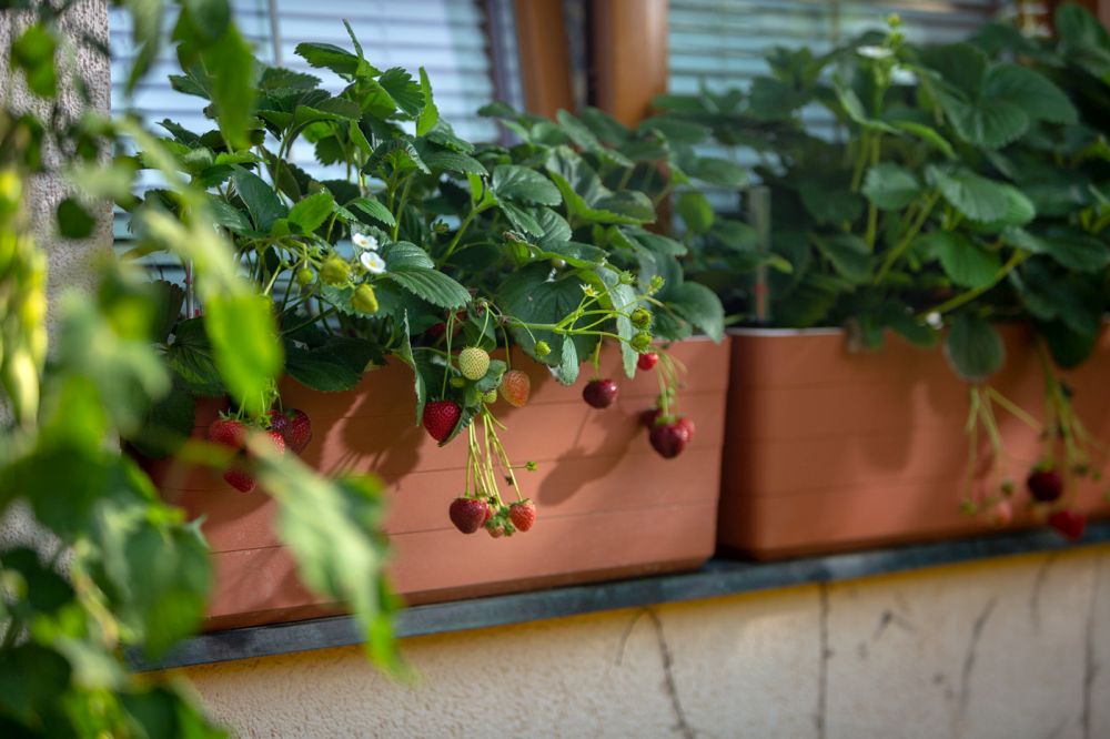 Odlingslåda 'Berberis 40' Terracotta