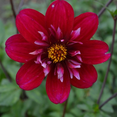 Halskrås Dahlia 'Hootenanny Swan Island' 1st