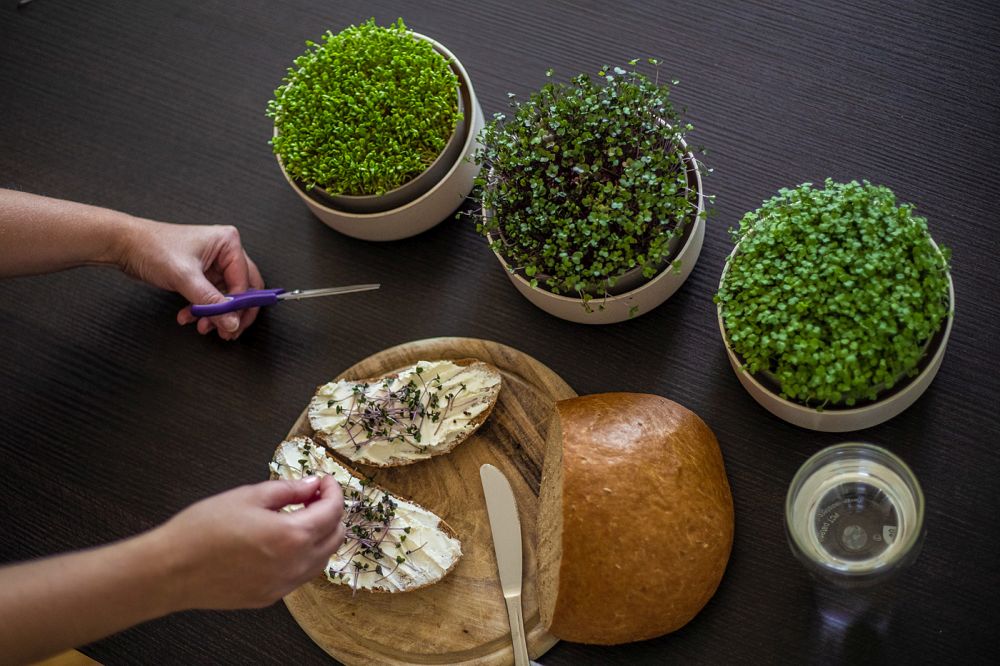 Microgreen 'Ivory'