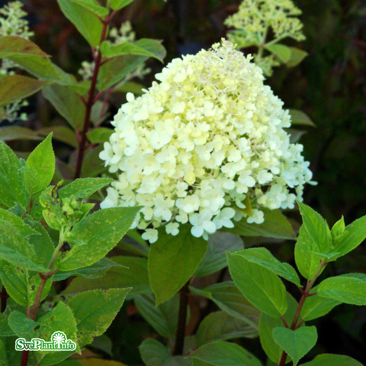 Vipphortensia 'Limelight' co 5-pack