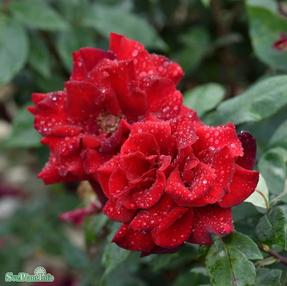 Floribundaros 'Barkarole' 10-pack barrot