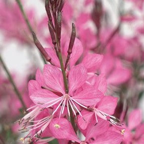 Sommarljus 'Belleza Early Pink' 10,5cm kruka