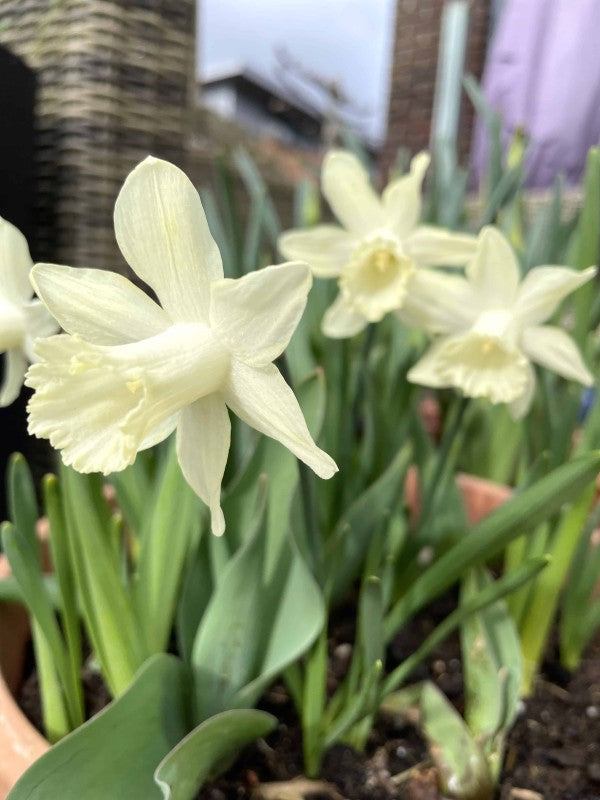 Trumpetnarciss 'Ice Baby' 5st