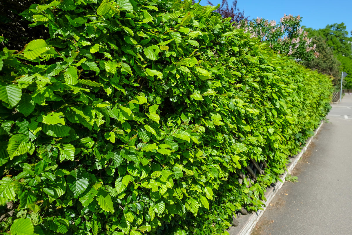 Carpinus betulus, 100-125 cm, 150-pack-Goliat