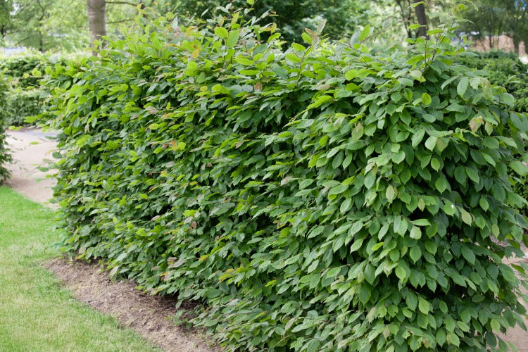 Carpinus betulus, 125-150 cm, 150-pack-Goliat