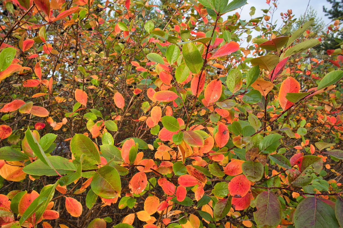 Slånaronia 'Elata' 5-p barrotad 60-100cm