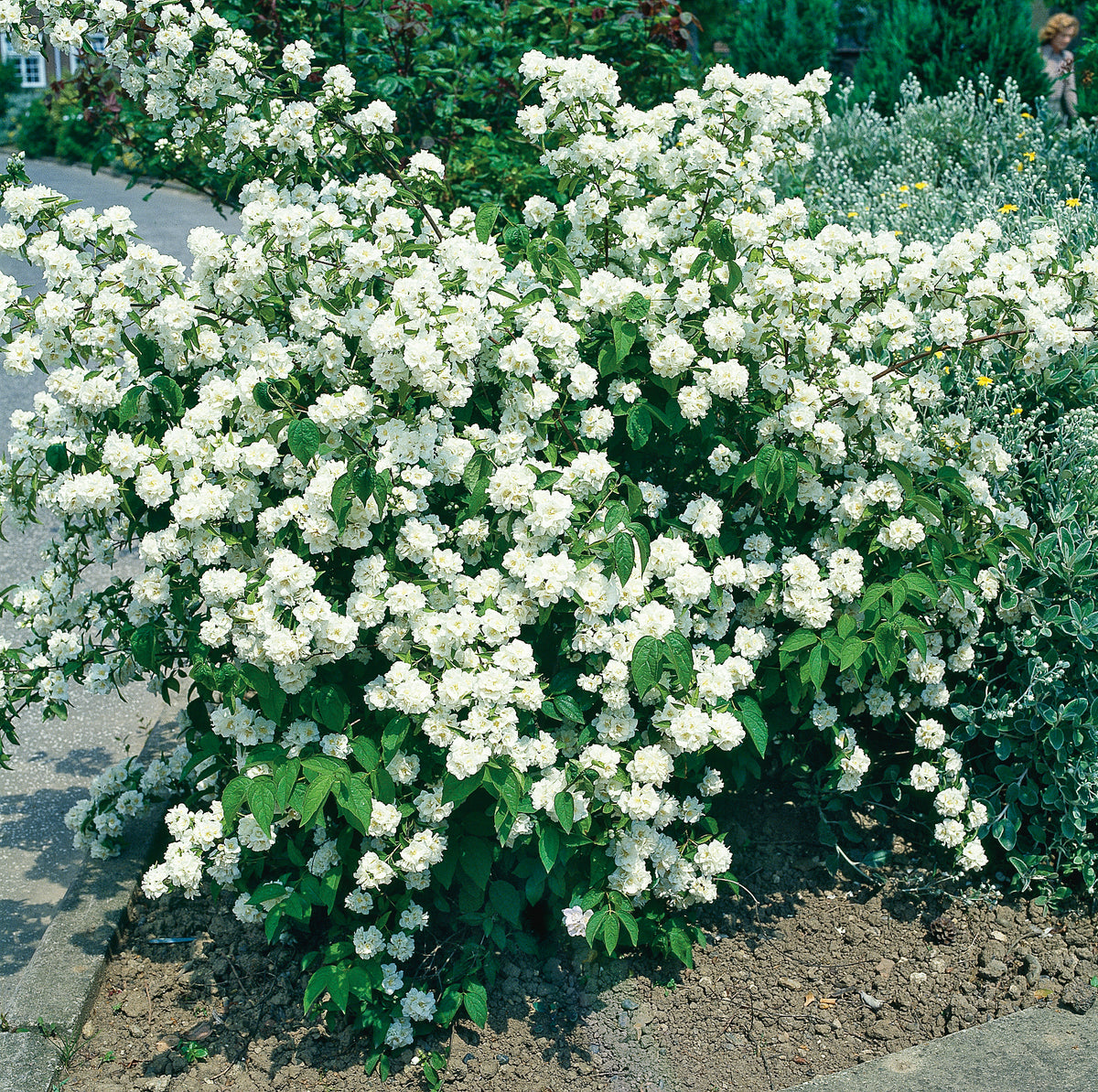 Doftschersmin 50-p barrotad 80-100cm