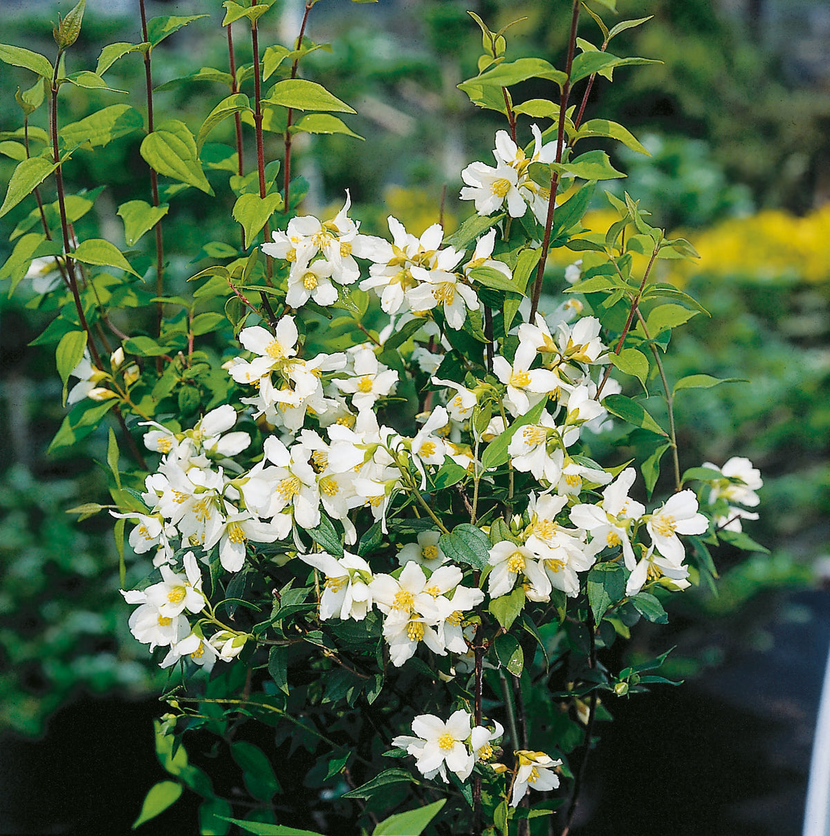 Philadelphus 'Mont Blanc', 80-100 cm, 100-pack-Goliat