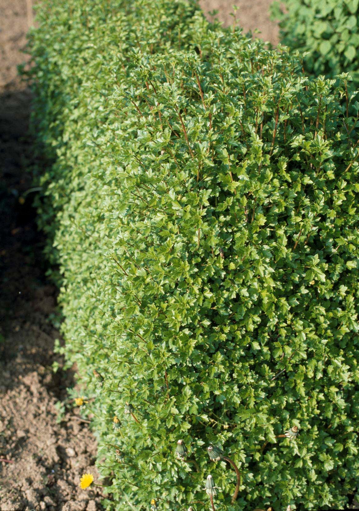 Ribes alpinum 'Schmidt', 50-70 cm, 4-5 gr, 150-pack-Goliat