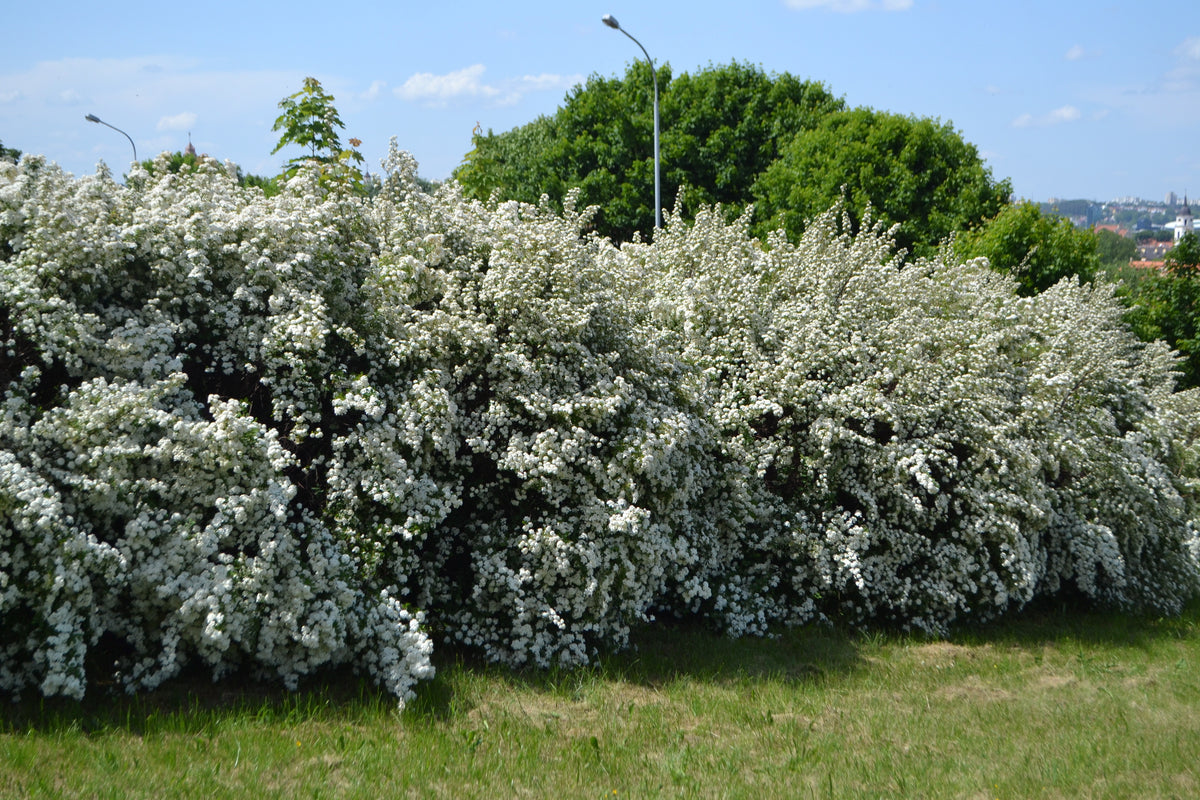 Spiraea x vanhouttei, 80-100 cm, 150-pack-Goliat