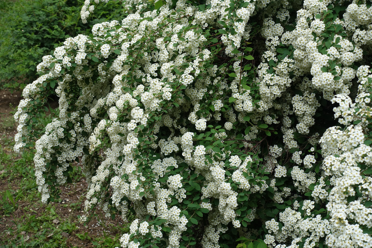 Spiraea x vanhouttei, 80-100 cm, 150-pack-Goliat