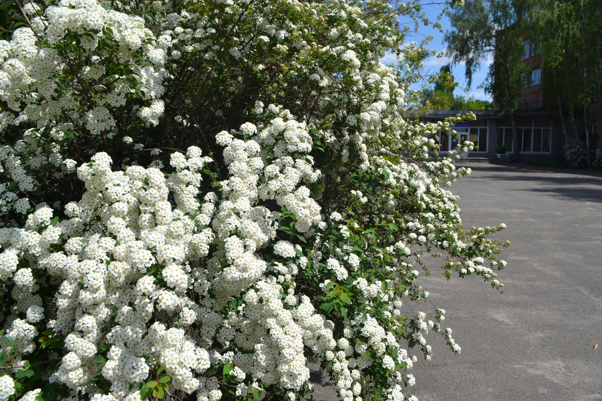 Spiraea x vanhouttei, 80-100 cm, 150-pack-Goliat