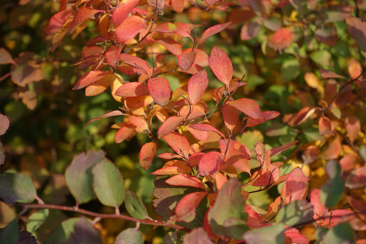Spiraea x vanhouttei, 80-100 cm, 150-pack-Goliat