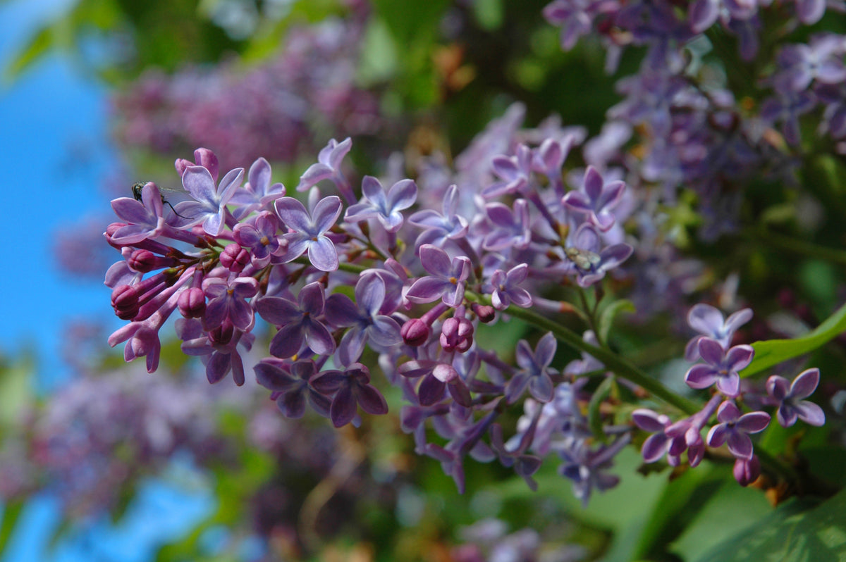 Syringa vulgaris, 50-80cm, 150-pack-Goliat