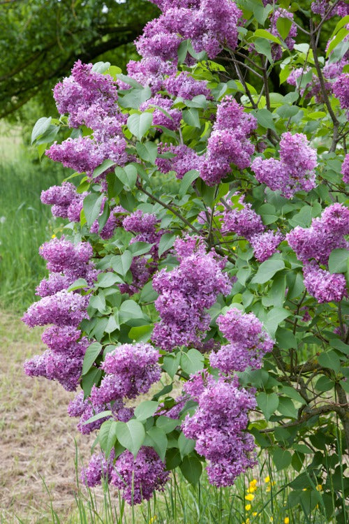 Syringa vulgaris, 50-80cm, 150-pack-Goliat