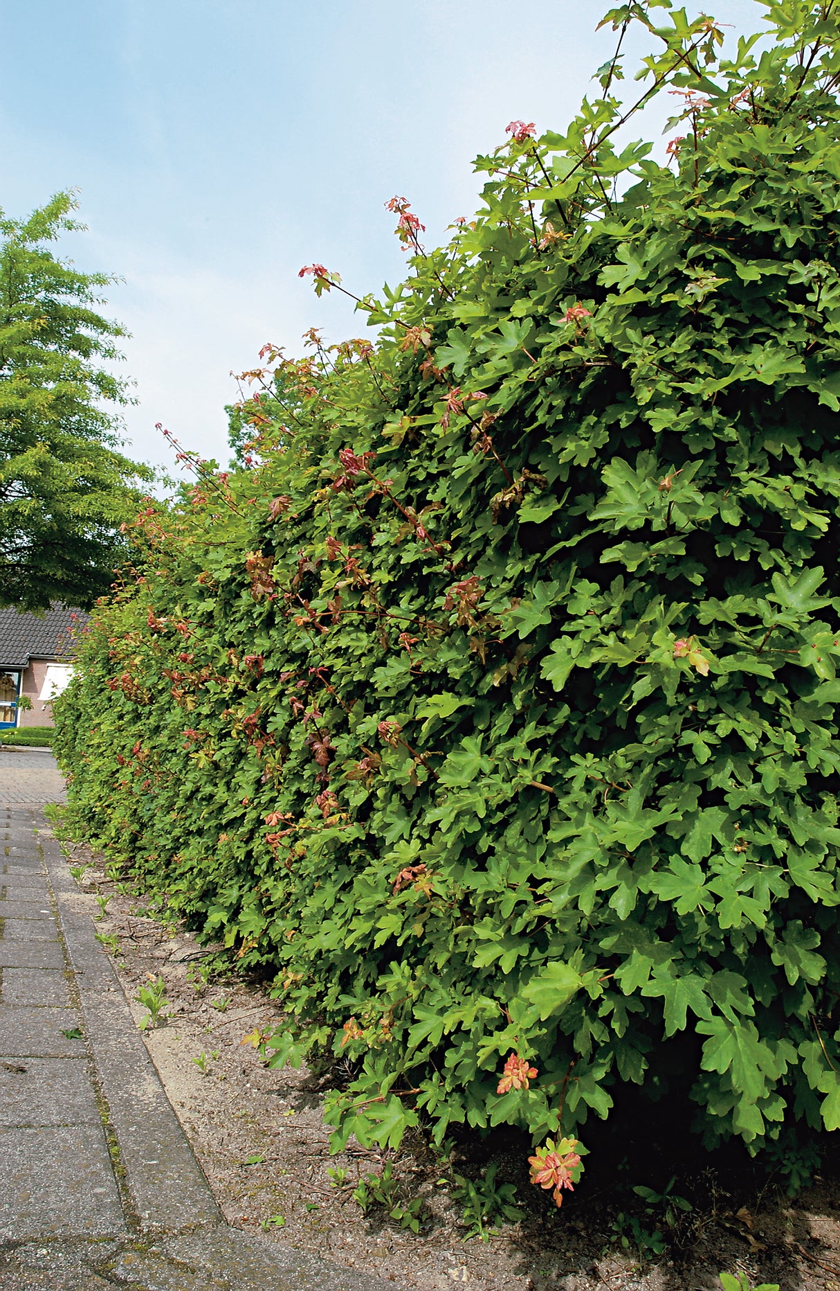 Acer campestre, 50-80 cm, 200-pack