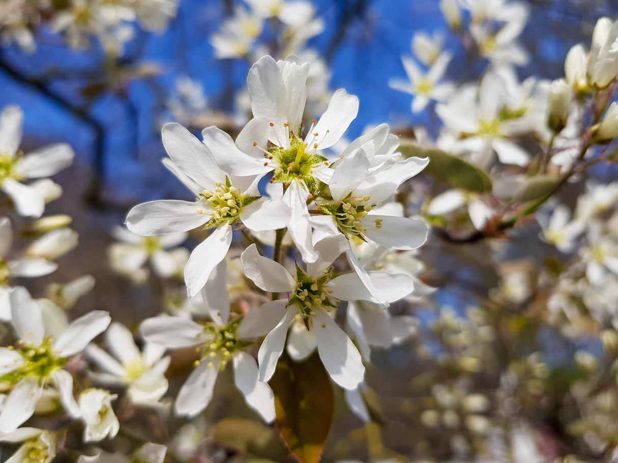 Amelanchier lamarckii, 50-80 cm, 150-pack