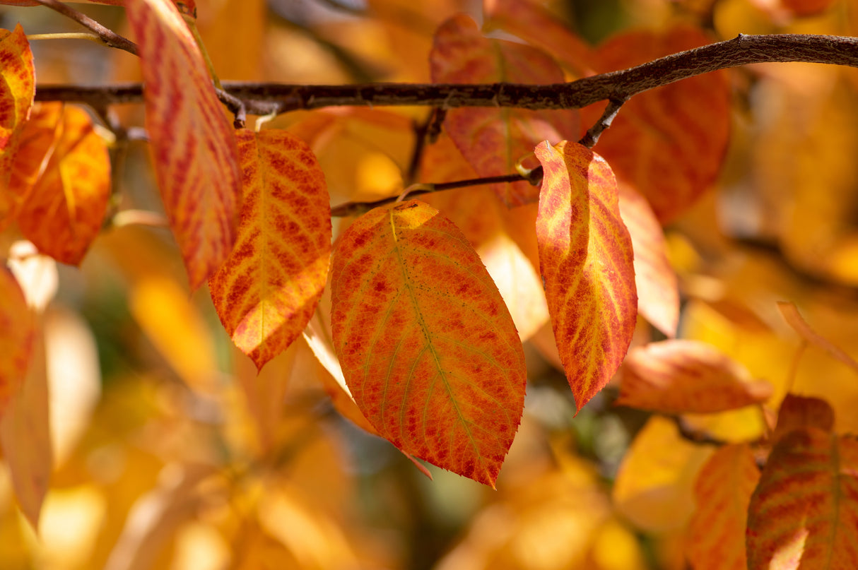 Amelanchier lamarckii, 50-80 cm, 150-pack