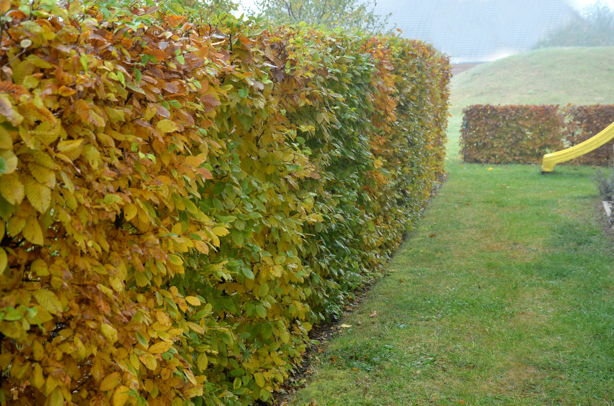Carpinus betulus, 30-50 cm, 200-pack