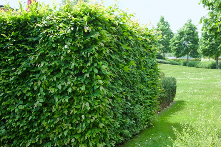 Carpinus betulus, 60-100 cm, 150-pack