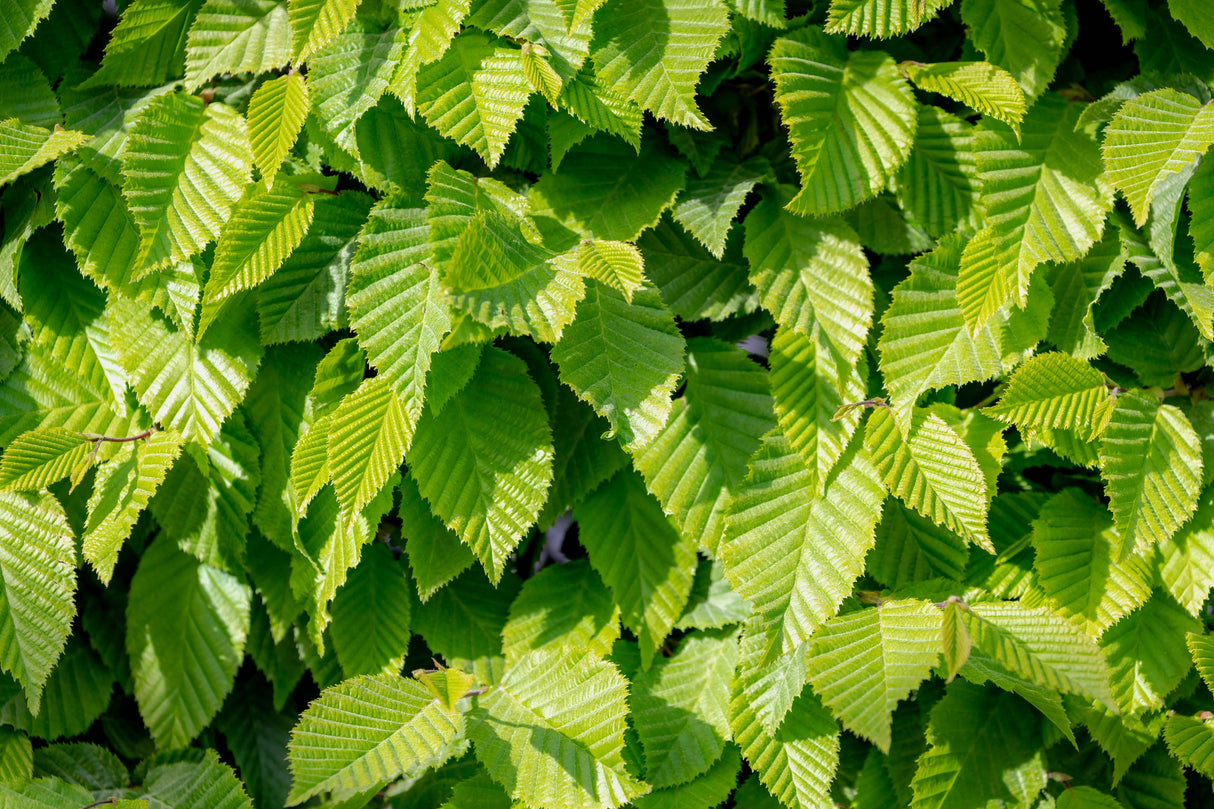 Carpinus betulus, 60-100 cm, 150-pack