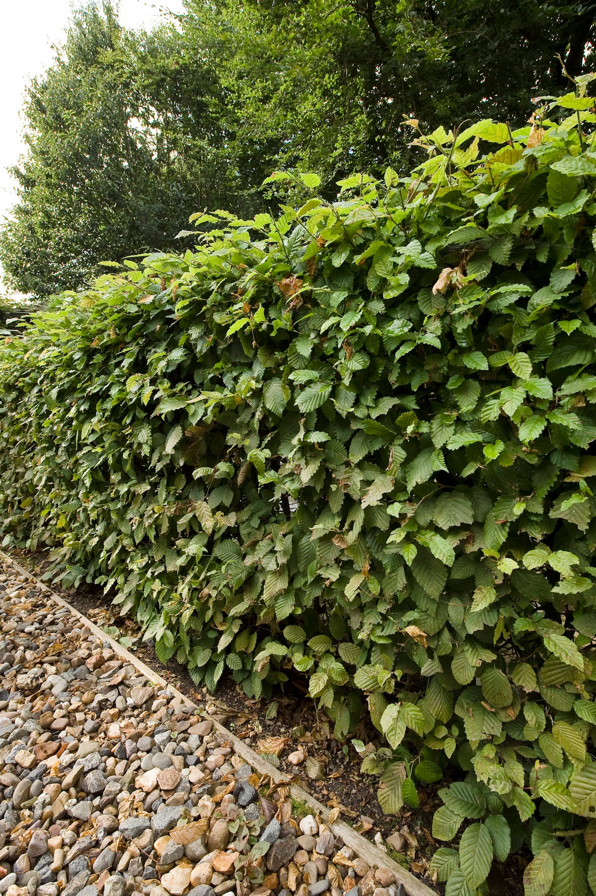 Carpinus betulus, 60-100 cm, 200-pack
