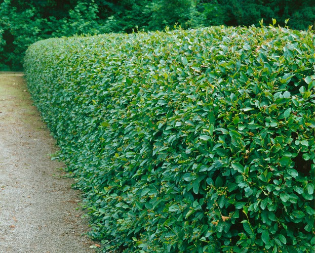 Cotoneaster lucidus, 30-50 cm, 150-pack