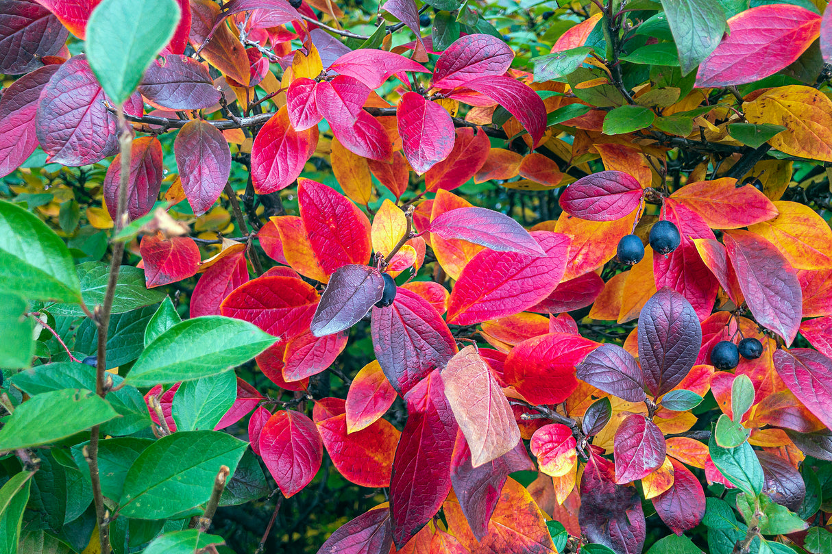 Cotoneaster lucidus, 30-50 cm, 200-pack