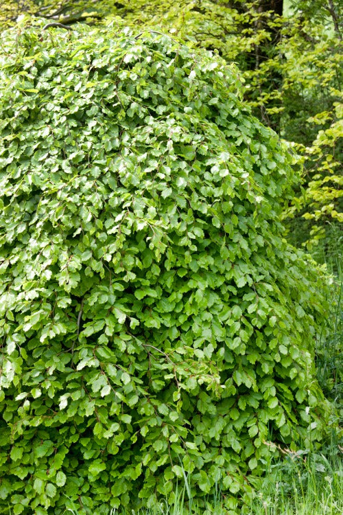 Fagus sylvatica, 50-80 cm, 200-pack