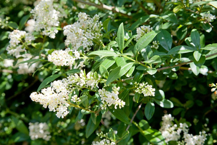 Ligustrum vulgare, 40-60 cm, 200-pack