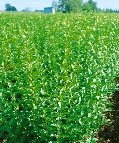 Ligustrum vulgare, 40-60 cm, 150-pack