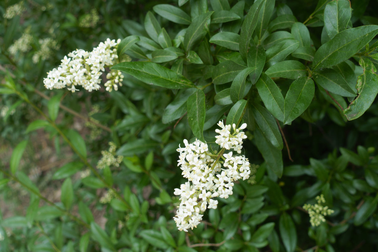 Ligustrum vulg. var. ital. 'Liga', 50-80 cm, 3-5 grenar, 200-pack