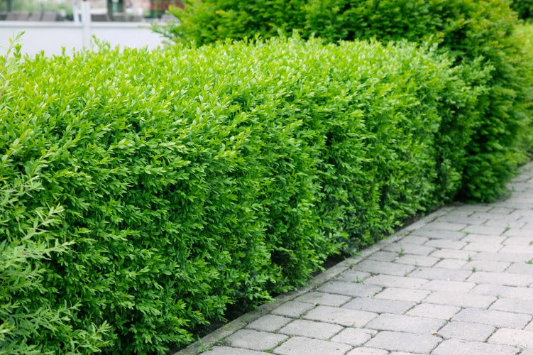 Ligustrum vulg. var. ital. 'Liga', 50-80 cm, 6-10 grenar, 150-pack