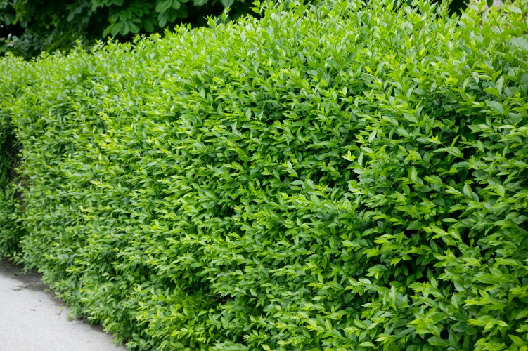 Ligustrum vulg. var. ital. 'Liga', 50-80 cm, 6-10 grenar, 200-pack