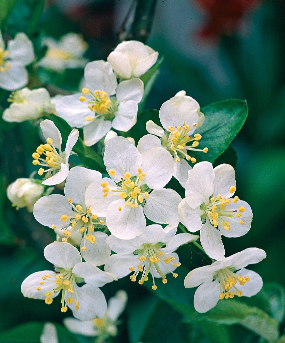 Malus toringo var. sargentii, 30-50 cm, 150-pack