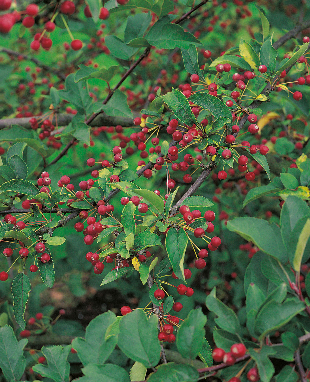 Malus toringo var. sargentii, 30-50 cm, 200-pack