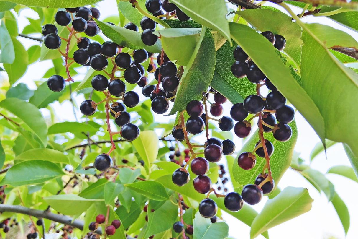 Prunus padus, 50-80 cm, 150-pack