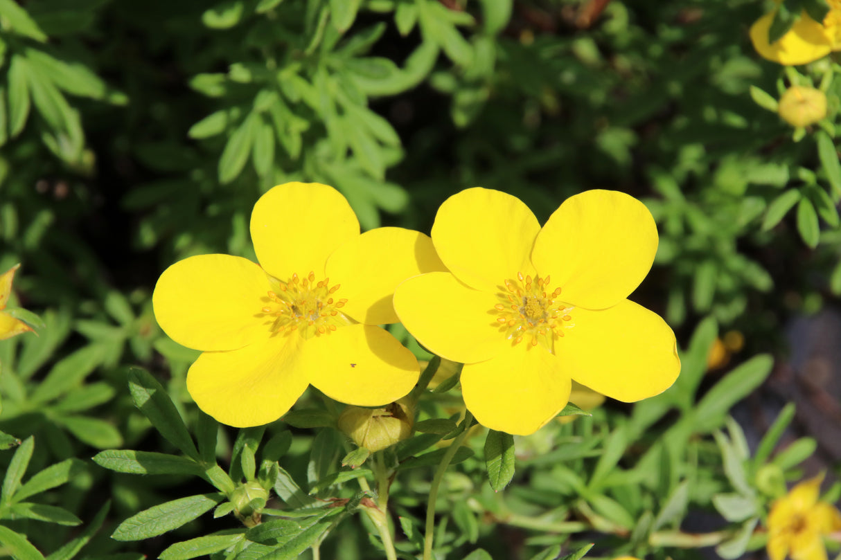 Dasiphora 'Goldfinger', 30-50 cm, 200-pack