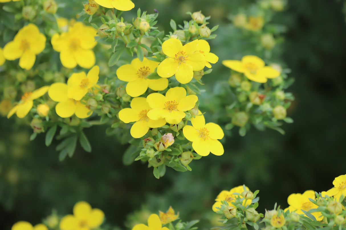 Dasiphora 'Goldfinger', 30-50 cm, 200-pack