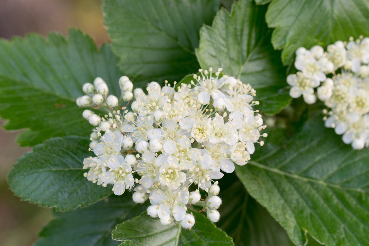 Sorbus intermedia, 40-60 cm, 150-pack