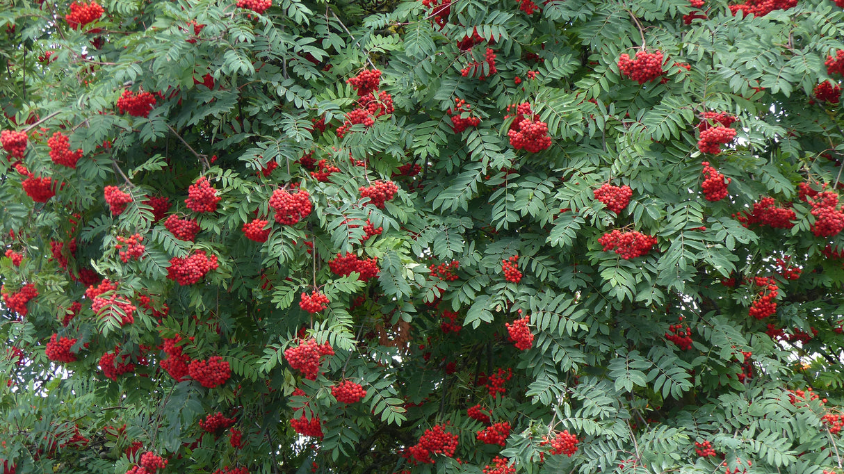 Sorbus aucuparia, 40-60 cm, 200-pack