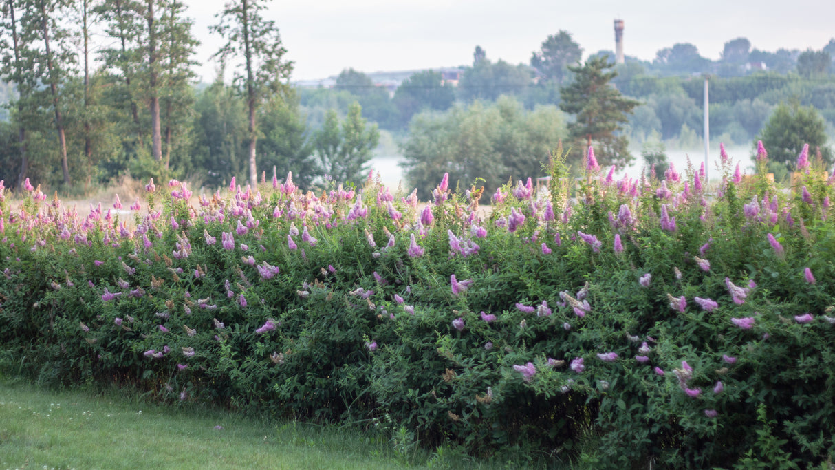 Spiraea x billardii, 40-60 cm, 150-pack