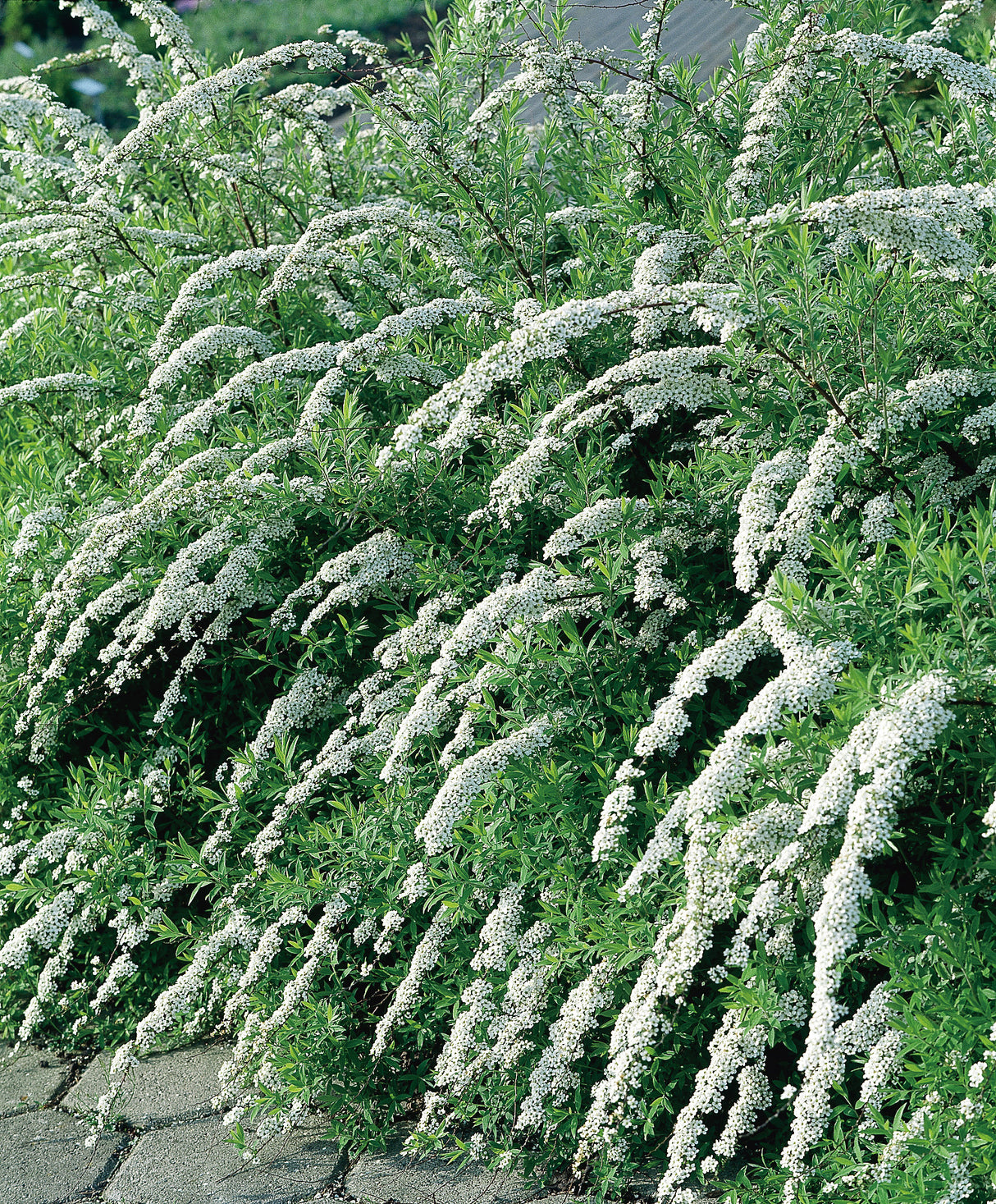 Spiraea x cinerea 'Grefsheim', 30-50 cm, 150-pack