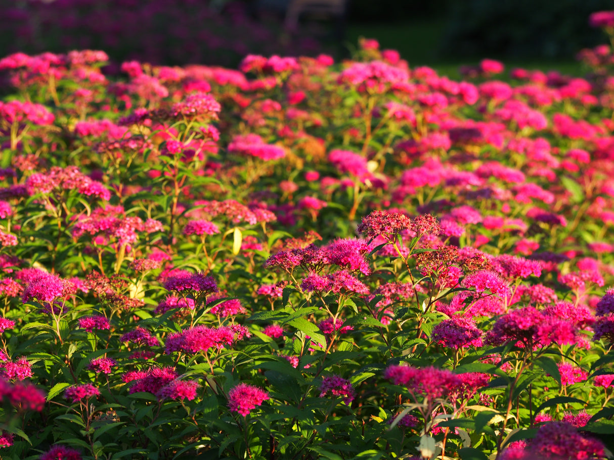 Spiraea jap. 'Anthony Waterer', 15-30 cm, 200-pack